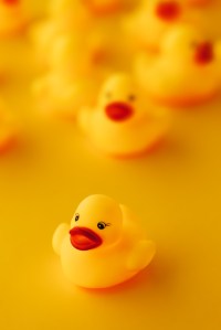 Rubber ducks in leadership concept, small yellow duckling leading forward the rest of the group.